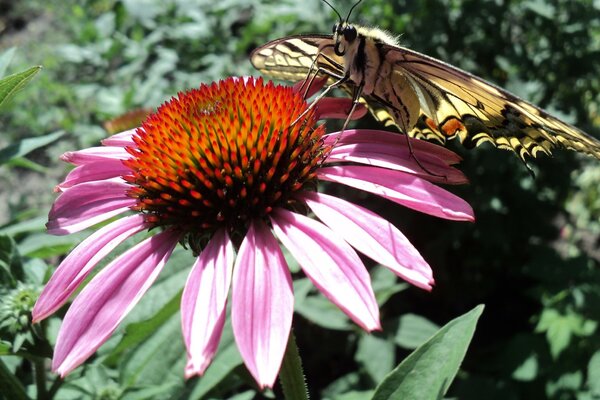 Große Blume mit Schmetterling. Die Natur