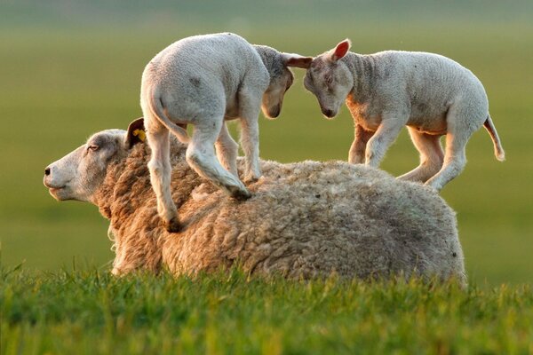 Two lambs are struggling on their mother s back