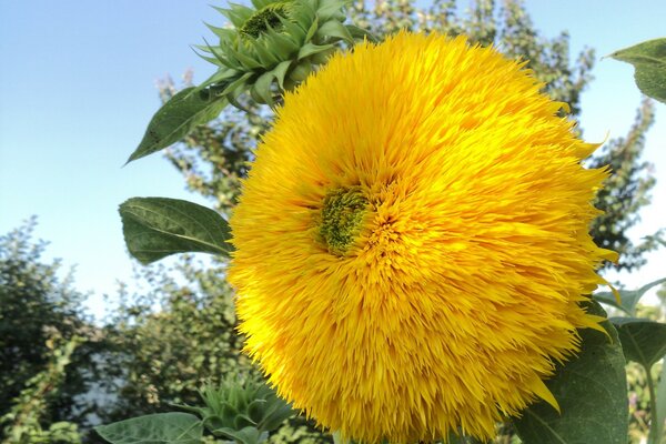 Schöne Blüte der hausgemachten Sonnenblume