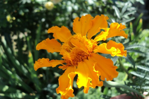 Meraviglia arancione tra i fiori del giardino