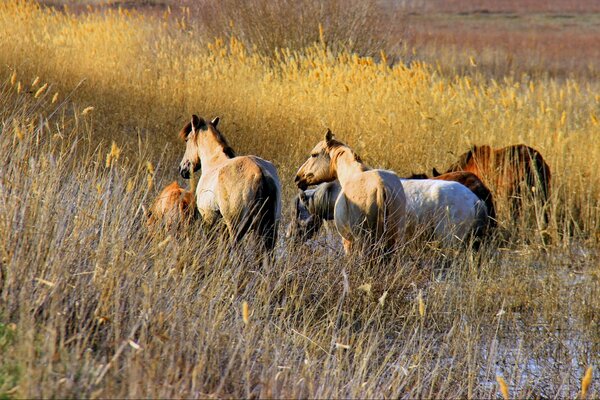 Repos des chevaux au pâturage