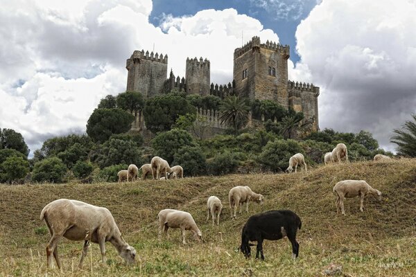 A sheep pasture near a castle in Scotland