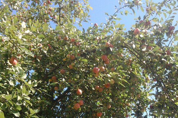 Tall, cassock apple tree with red apples