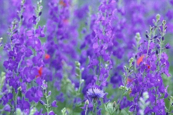 Dickes Dickicht aus Lavendel auf dem Feld