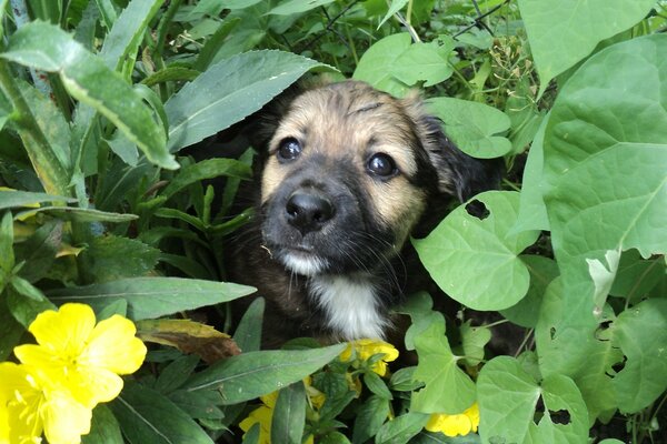 Linda cara de cachorro de hierba