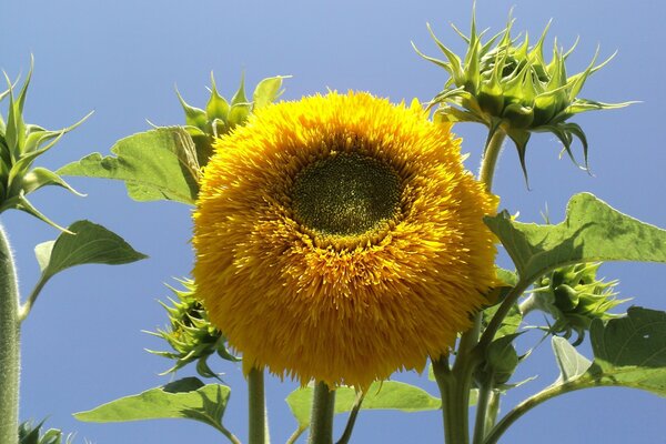 Concurso de girasol en un día caluroso