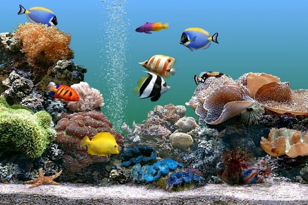Стая рыбок на коралловом рифе