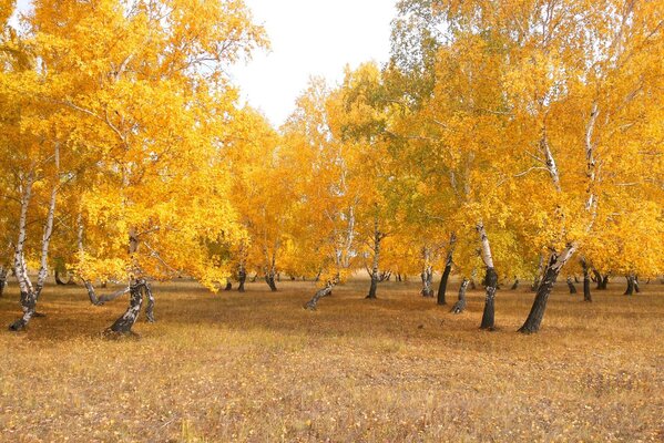 Otoño irreal hermoso bosque