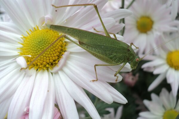 Grüne Mantis unter Gänseblümchen