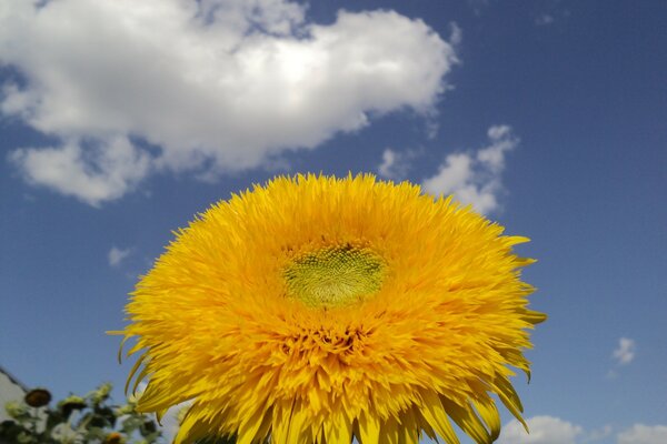 Gelbe Blume auf blauem Himmelshintergrund