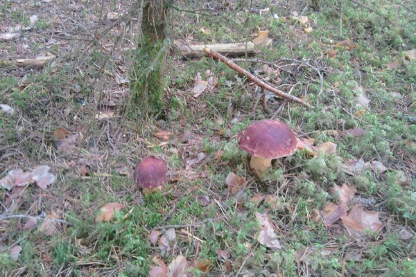 Das Ergebnis von dichten Nebeln im Herbst im Wald