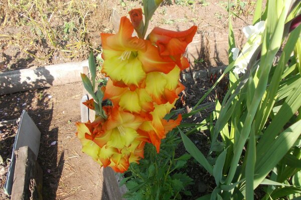 在夏季花园里种植唐菖蒲