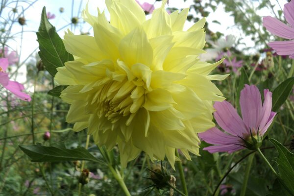 Helle Herbst-Dahlien im Garten