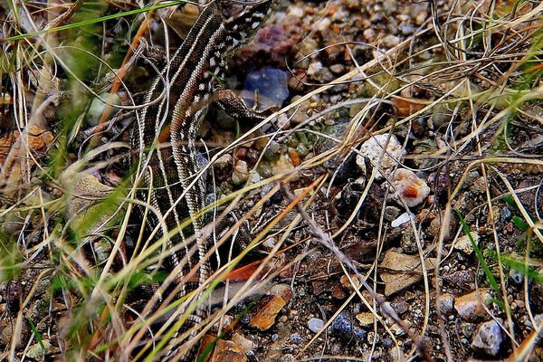 A lizard among the grass.