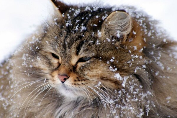 Flauschige Katze, die mit Schnee bedeckt ist