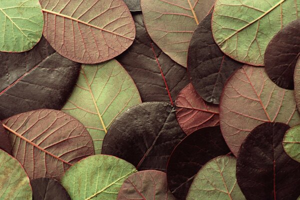 Colorful leaves in the autumn season