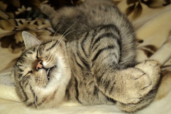 Lindo gato dormido en una manta