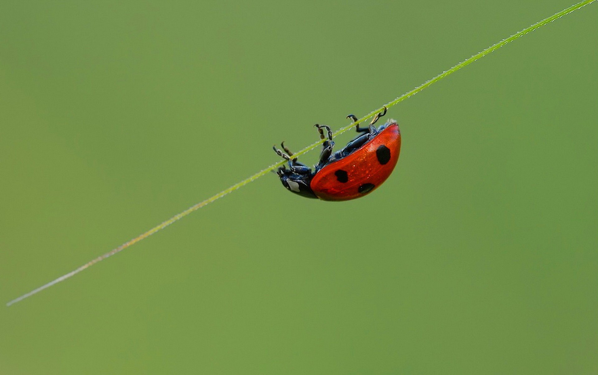 insetti insetto coccinella natura scarabeo biologia fauna selvatica piccolo volare