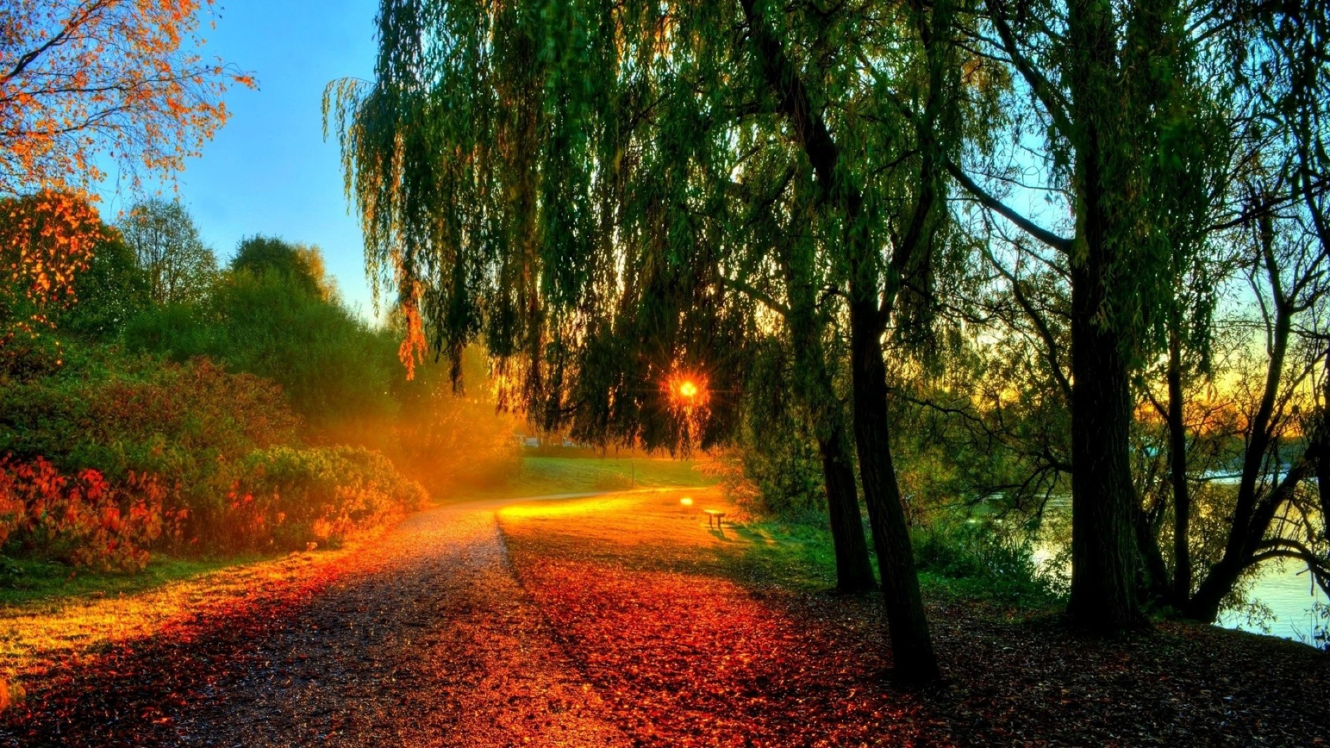 autunno albero strada foglia parco natura alba paesaggio autunno guida legno lussureggiante bel tempo sole all aperto nebbia