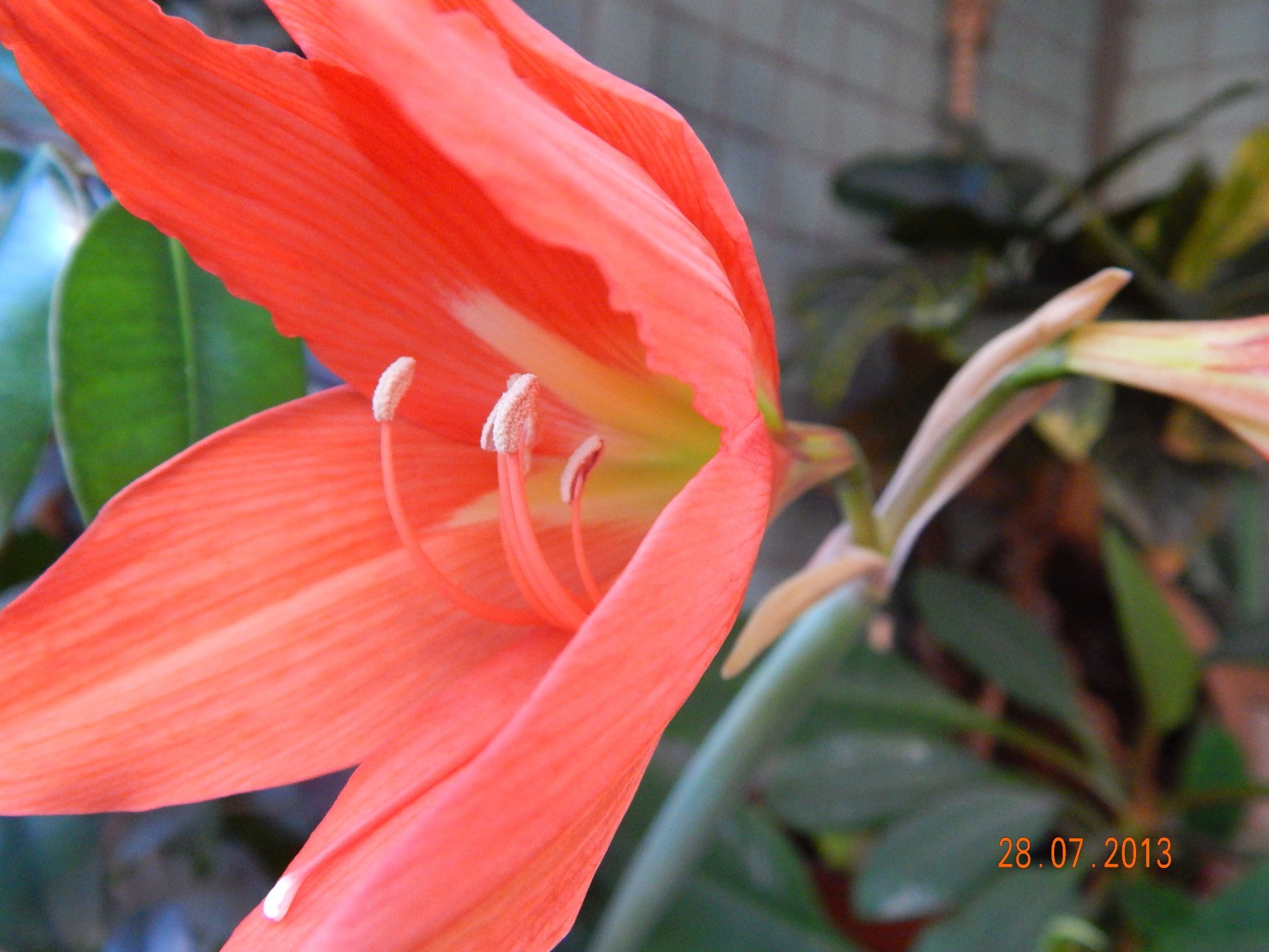 closeup flora flower nature leaf beautiful garden color summer tropical bright floral close-up growth exotic petal blooming season lily botanical