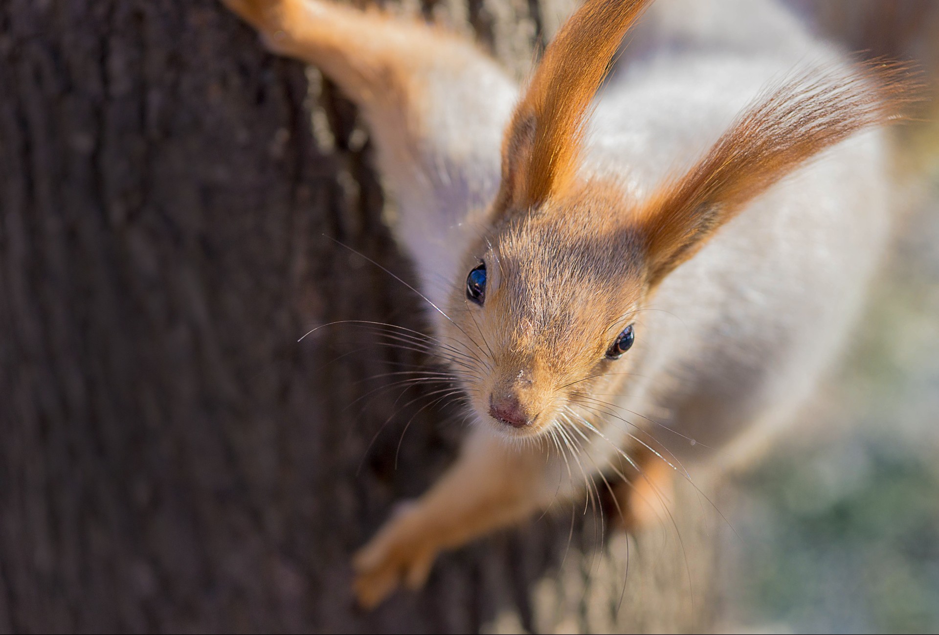 proteins nature wood cute mammal one fur portrait wildlife animal outdoors little rodent