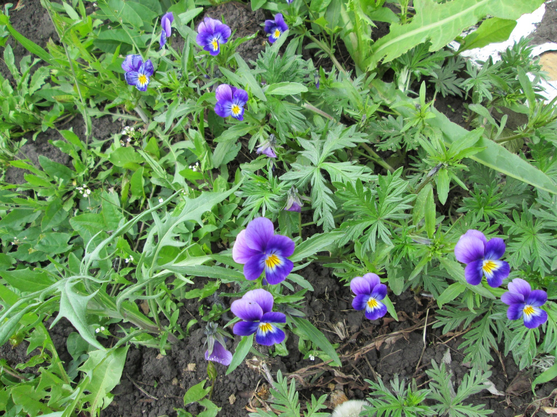 bahçe çiçekleri doğa çiçek flora bahçe yaprak yaz çiçek açan çiçek violet çimen büyüme açık havada parlak botanik sezon yakın çekim alan renk taçyaprağı