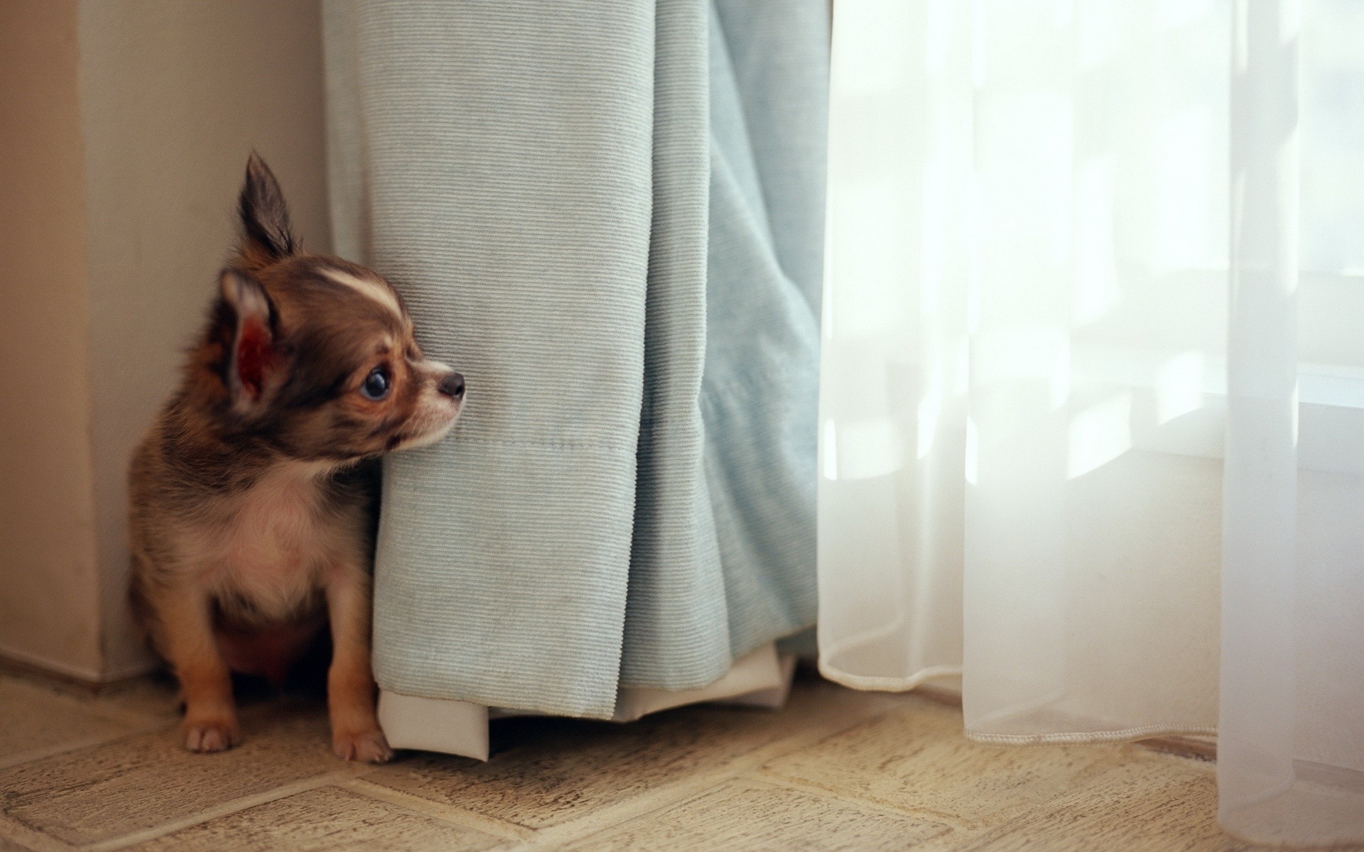 chien pet chien à l intérieur s asseoir domestique mignon mammifère animal portrait famille chambre drôle