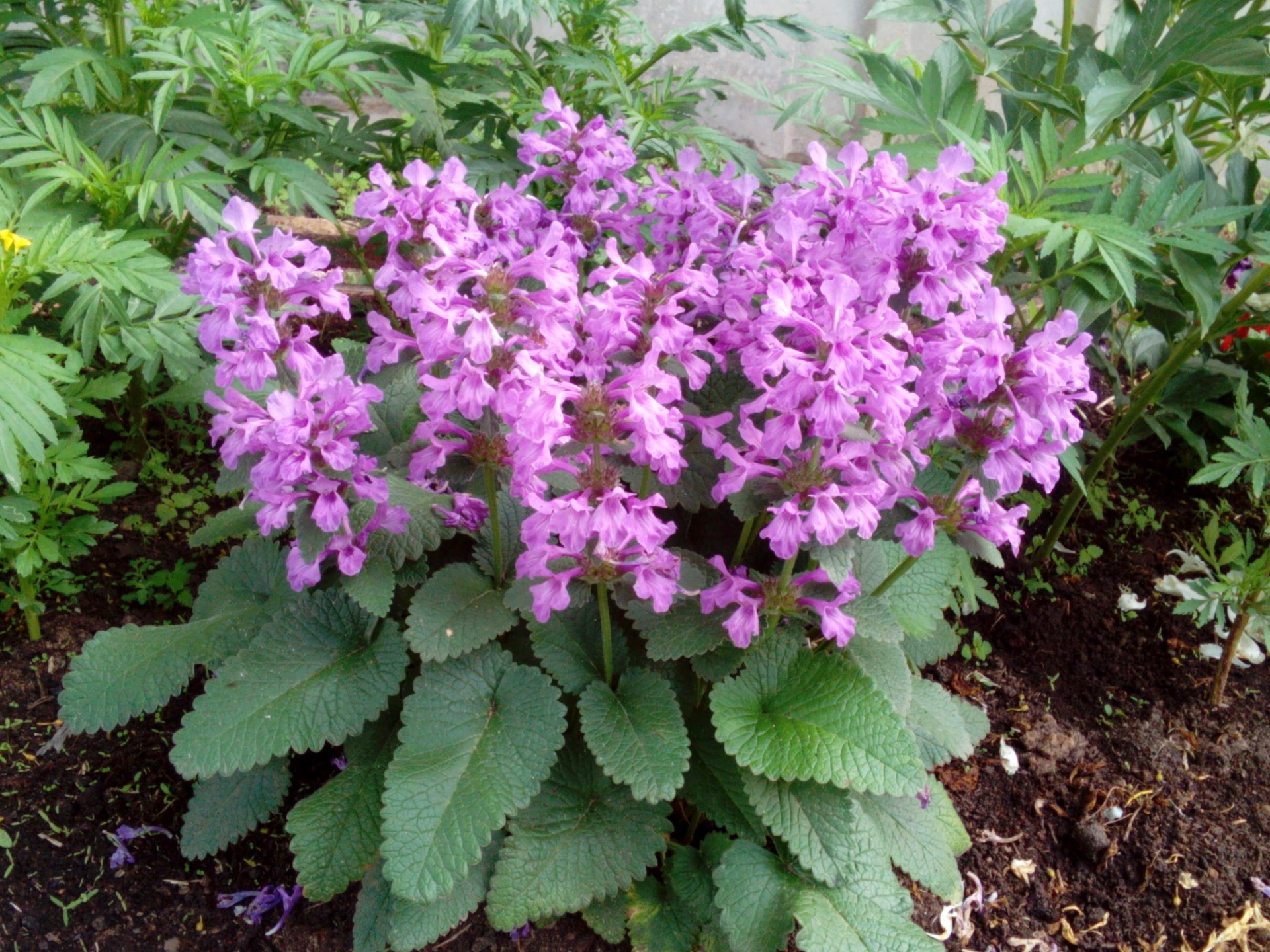 blumenbeete mit blumen blume garten flora natur blatt blühen sommer wachstum blumen blütenblatt im freien violet farbe strauch park botanisch schließen saison