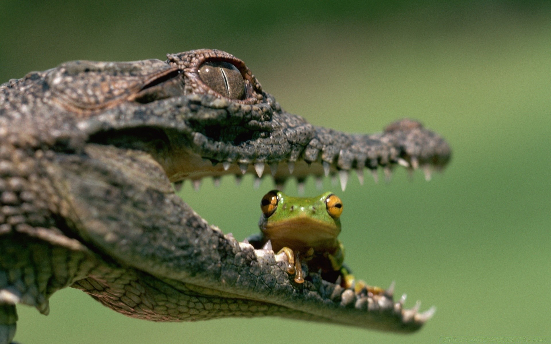 reptiles et grenouilles faune animal nature oiseau sauvage à l extérieur gazoo vue latérale