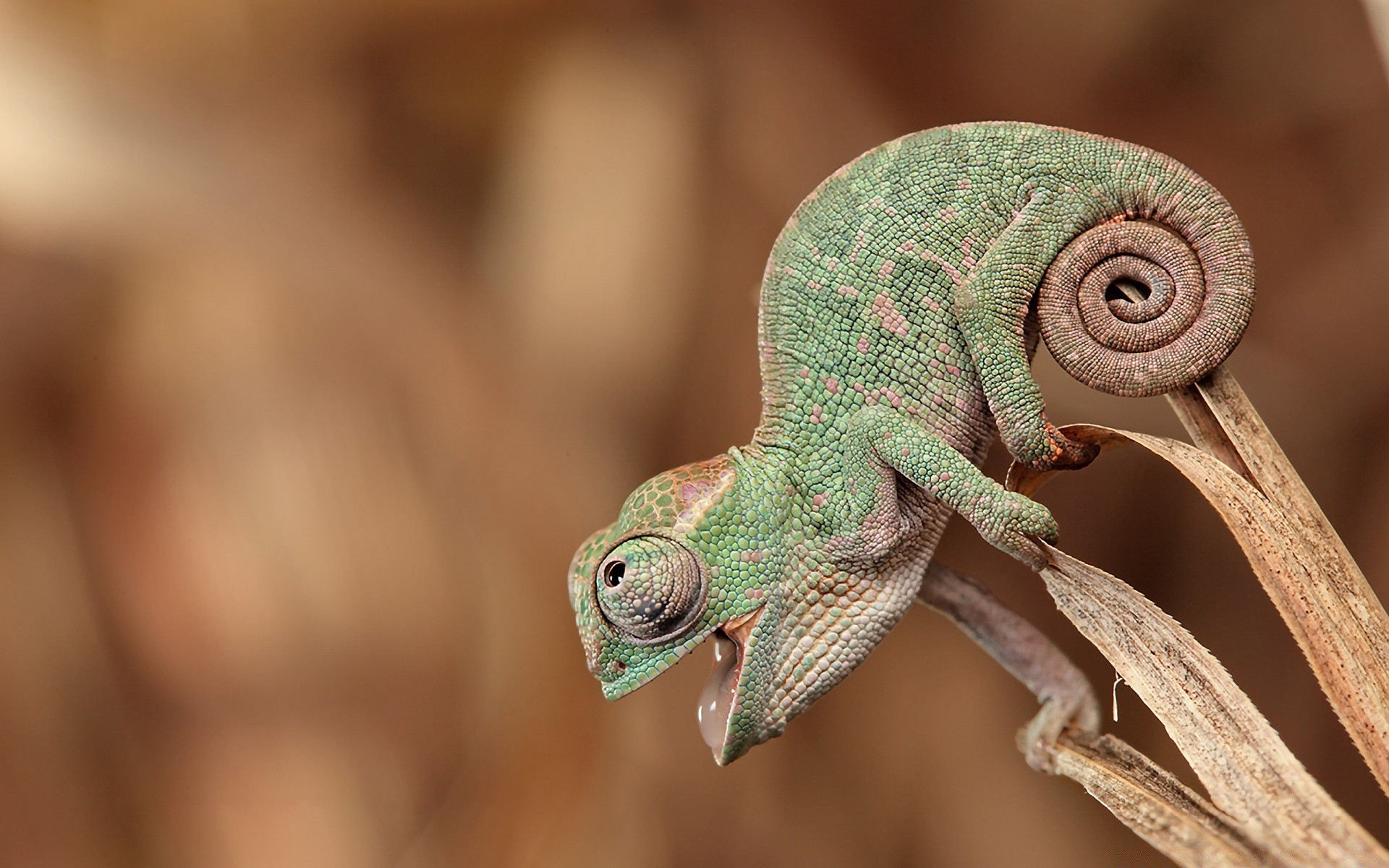 reptiles and frogs reptile wildlife lizard nature animal close-up chameleon one wood color wild little portrait desktop head close dragon