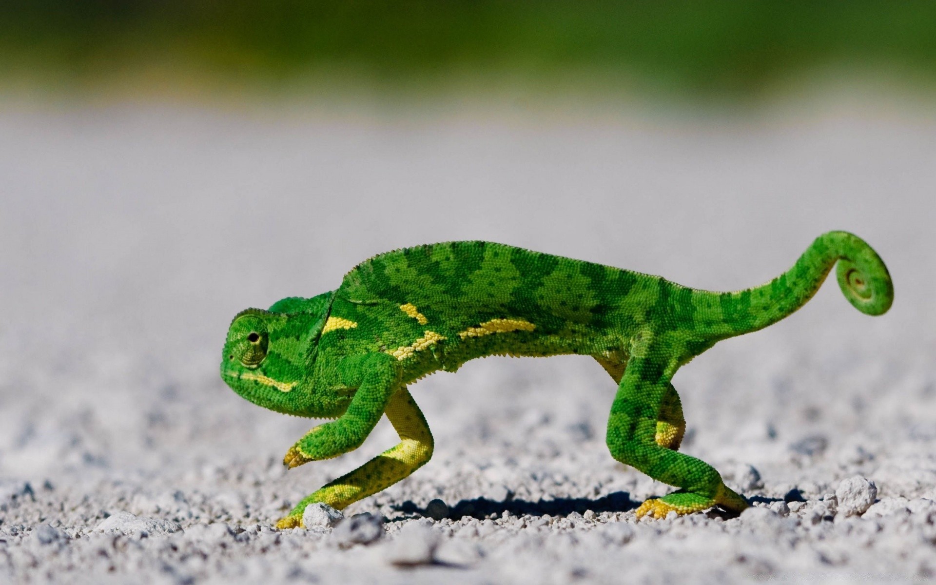 rettili e rane gazoo lucertola natura fauna selvatica animale anfibio rana foglia all aperto ambienti camaleonte geco uno