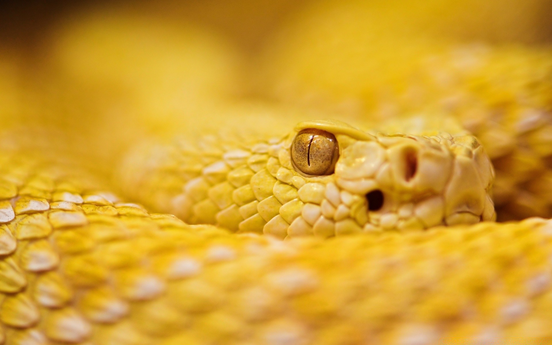 répteis e rãs cobra python gadget boa viper milho ouro desktop venom veneno mordida natureza cobra close-up cascavel animal padrão exóticas escala perigo