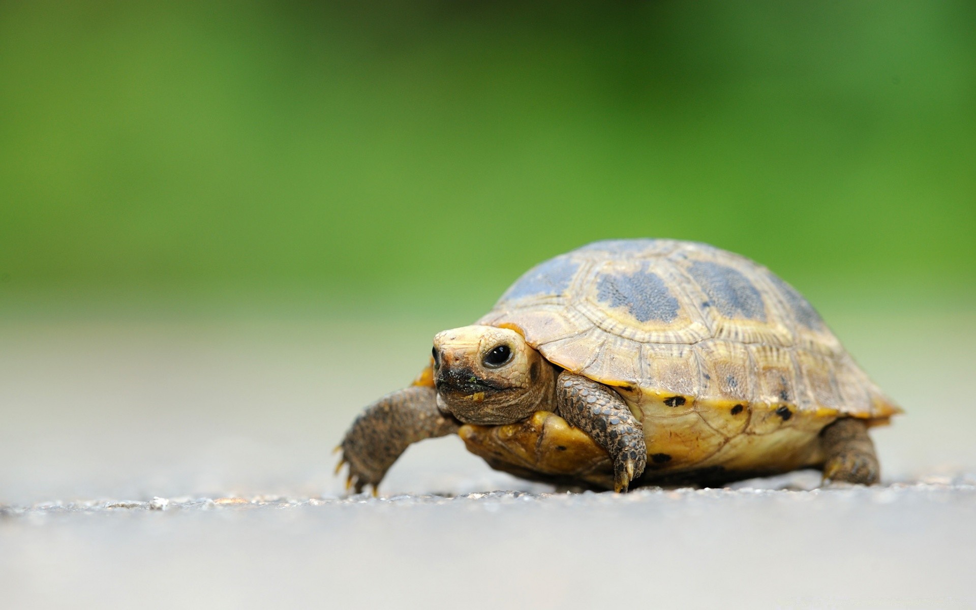 répteis e rãs tartaruga réptil vida selvagem natureza concha lento tartaruga animal