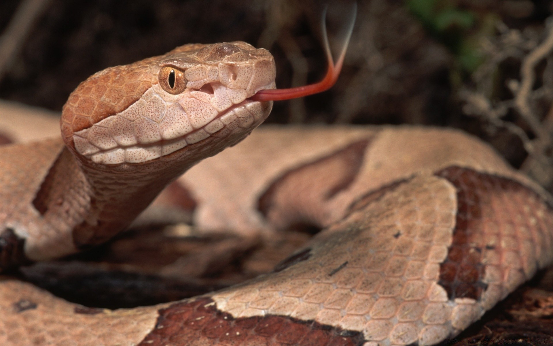 gady i żaby wąż gadzina dzika boa viper natura pyton jad jad niebezpieczeństwo grzechotnik śmiertelnie zwierzę zoologia herpetologia egzotyczne cios język poślizg gatunki