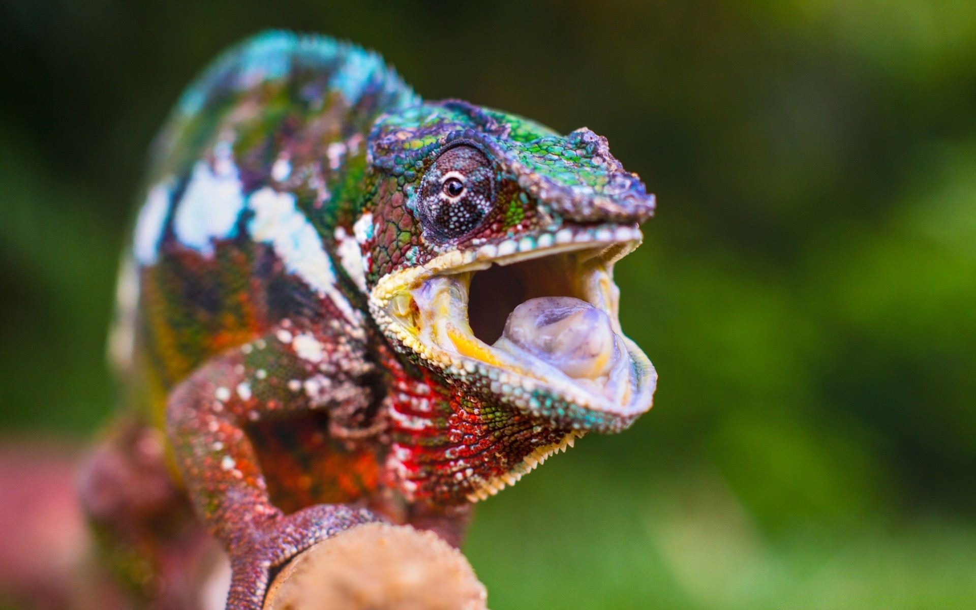 reptiles et grenouilles faune nature gazebo animal lézard à l extérieur portrait