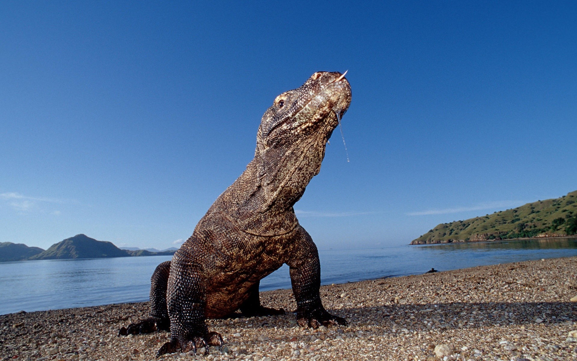 reptiles et grenouilles eau mer océan plage mer voyage à l extérieur paysage nature île rock gazoo ciel