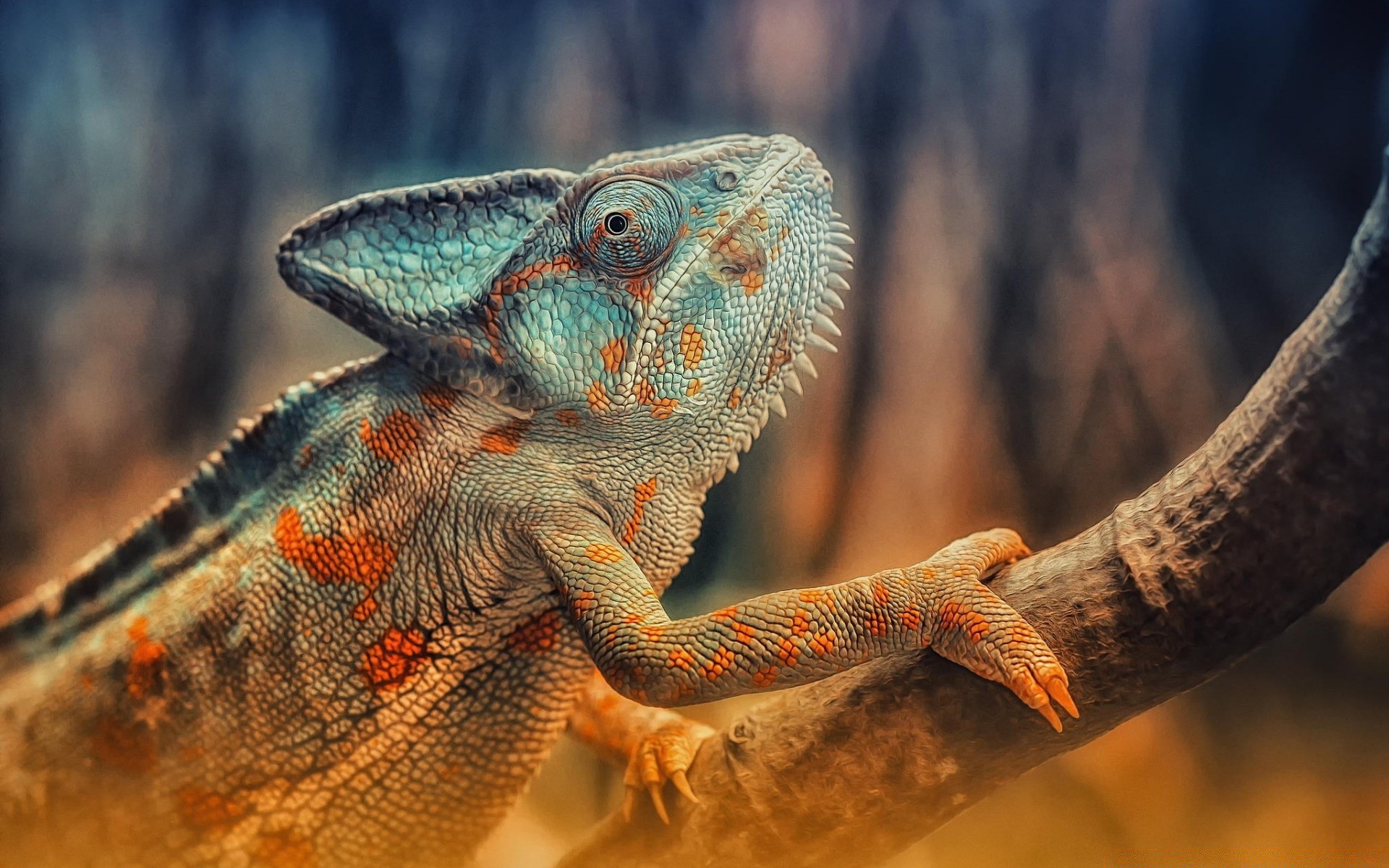 répteis e rãs lagarto lagarto vida selvagem natureza animal dragão selvagem escala jardim zoológico ao ar livre cabeça