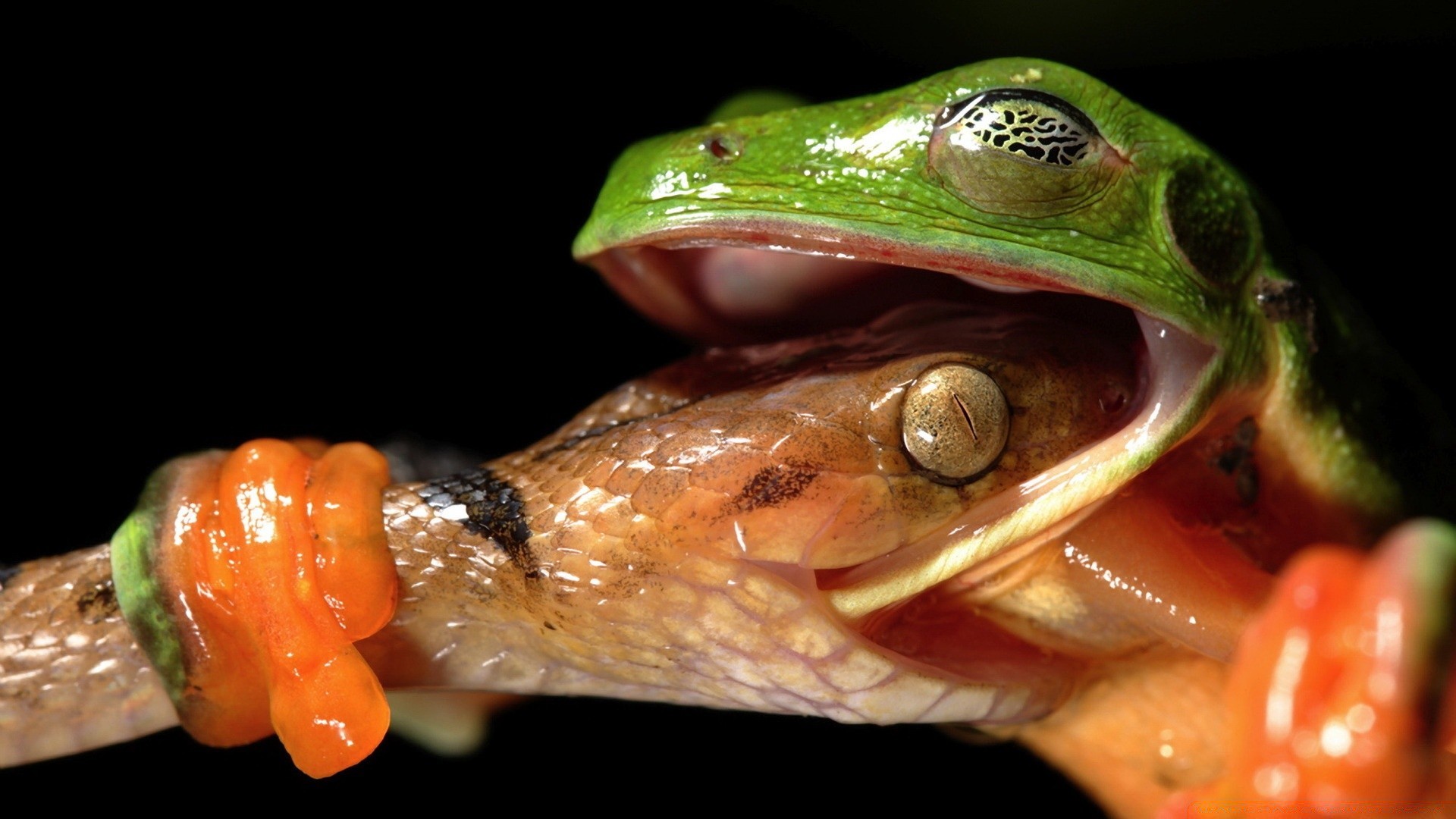 gady i żaby natura przyroda ryby jeden żaba zwierzę płazów gadzina