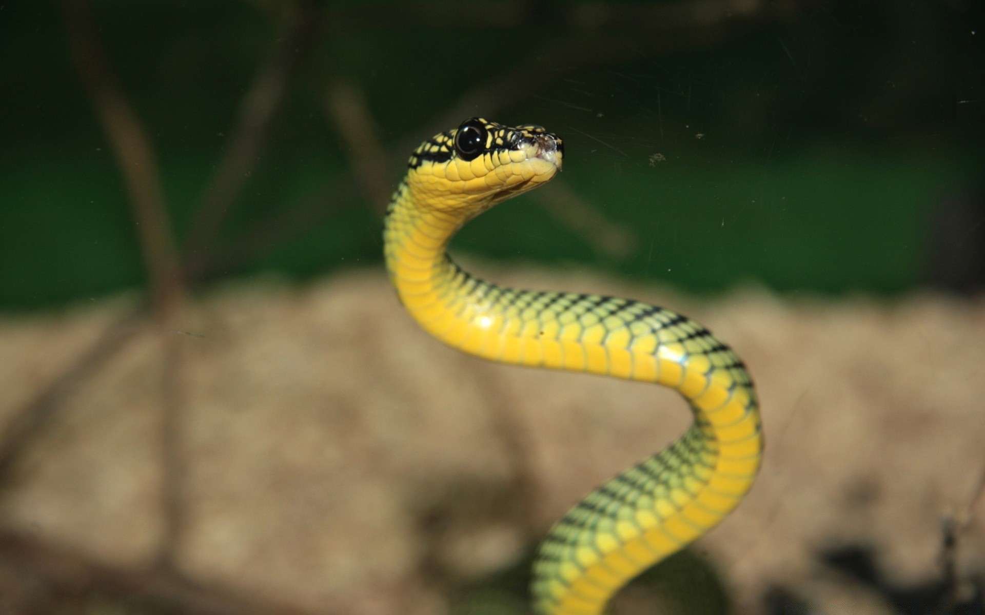 répteis e rãs cobra réptil vida selvagem natureza ao ar livre animal luz do dia cobra viper veneno zoologia boa venom biologia python exótico sozinho selvagem