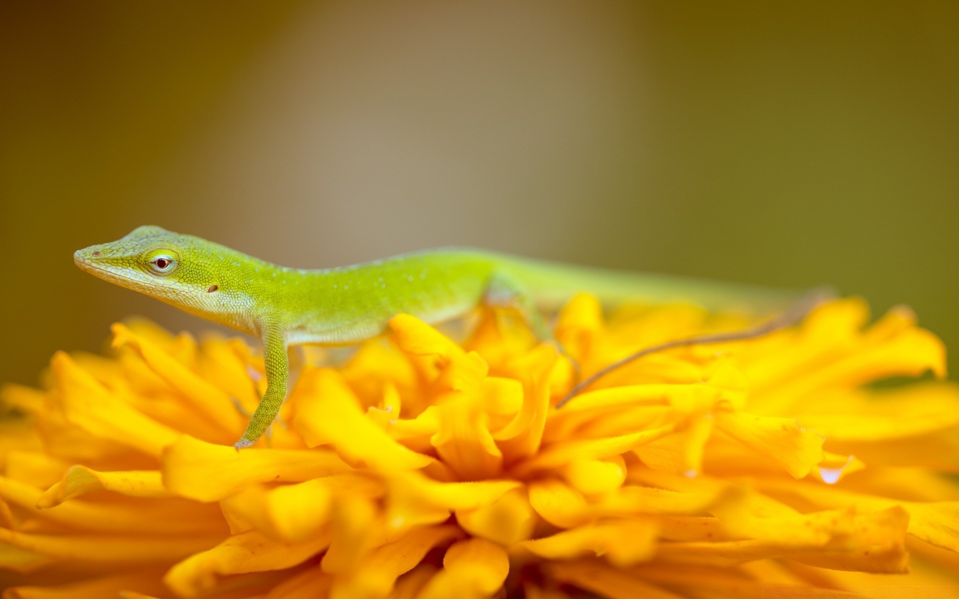 reptilien und frösche natur tierwelt blume gazoo farbe blatt eidechse tier flora schließen