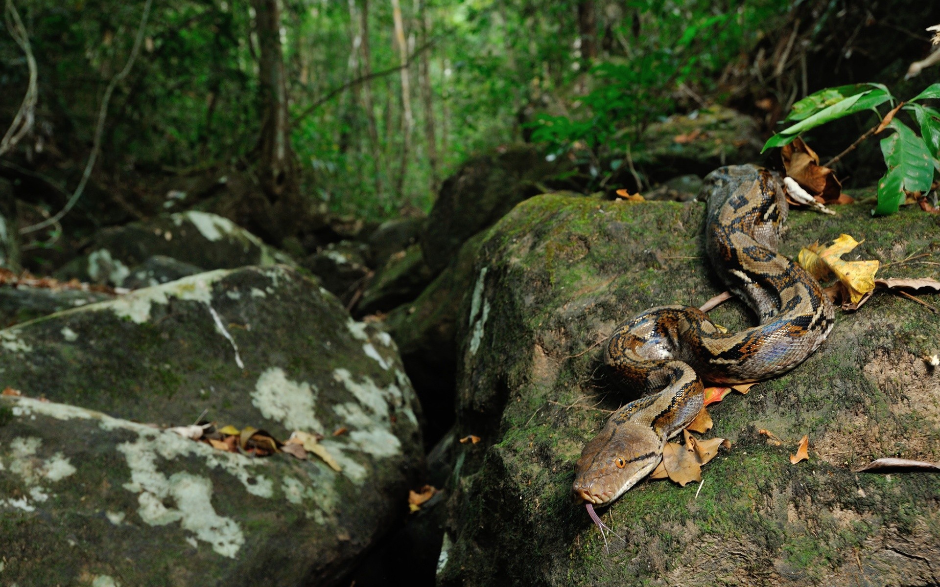 reptiles y ranas madera naturaleza árbol musgo hoja al aire libre medio ambiente parque selva tropical flora registro agua salvaje paisaje otoño río