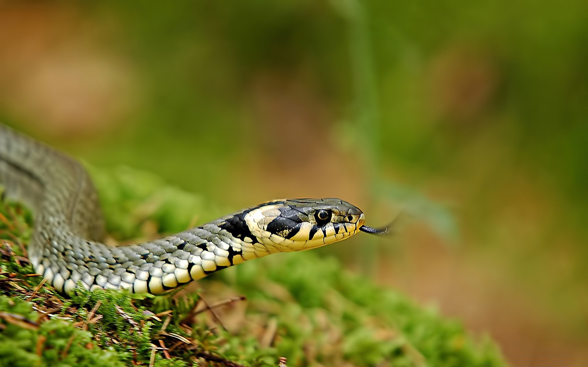 rettili e rane serpente gazoo fauna selvatica natura animale viper venom veleno boa zoologia pitone pericolo selvaggio erpetologia mortale scivolare sospendere all aperto cobra