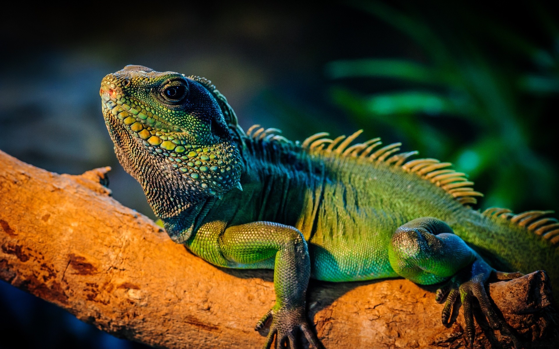 sürüngenler ve kurbağalar kertenkele gazoo ejderha yaban hayatı hayvanat bahçesi tropikal hayvan doğa bukalemun evde beslenen hayvan ölçek omurgalılar egzotik yağmur ormanı gecko renk vahşi dinozor sorguç