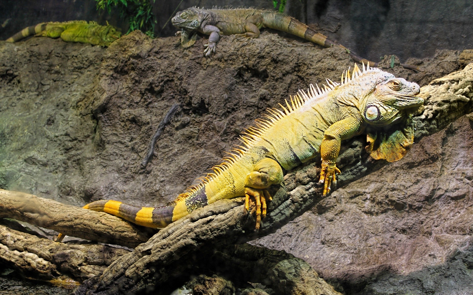 répteis e rãs natureza gadget ao ar livre selvagem vida selvagem lagarto animal ambiente madeira tropical árvore parque