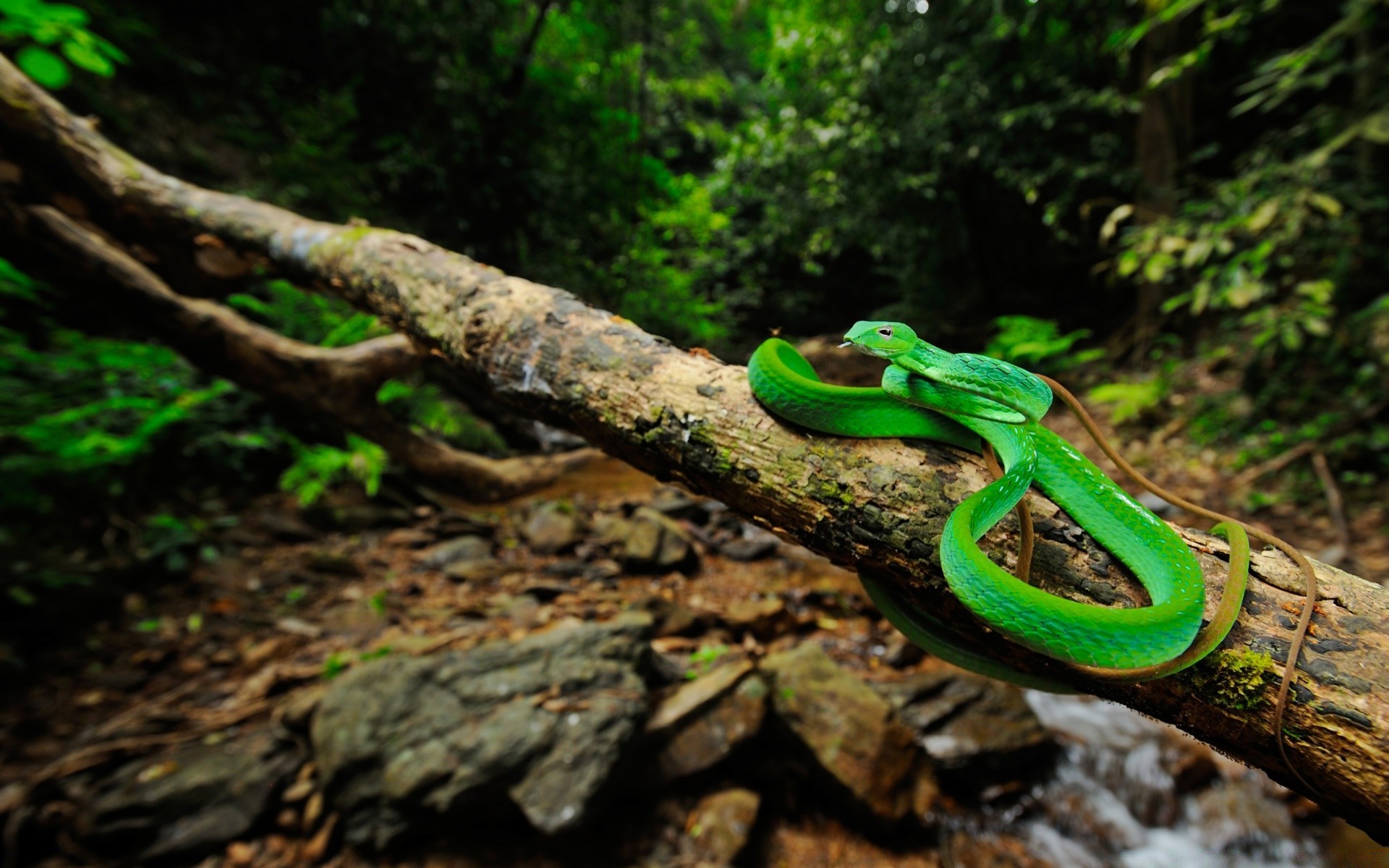 répteis e rãs natureza madeira árvore cobra desktop folha gadget ao ar livre ambiente flora cor