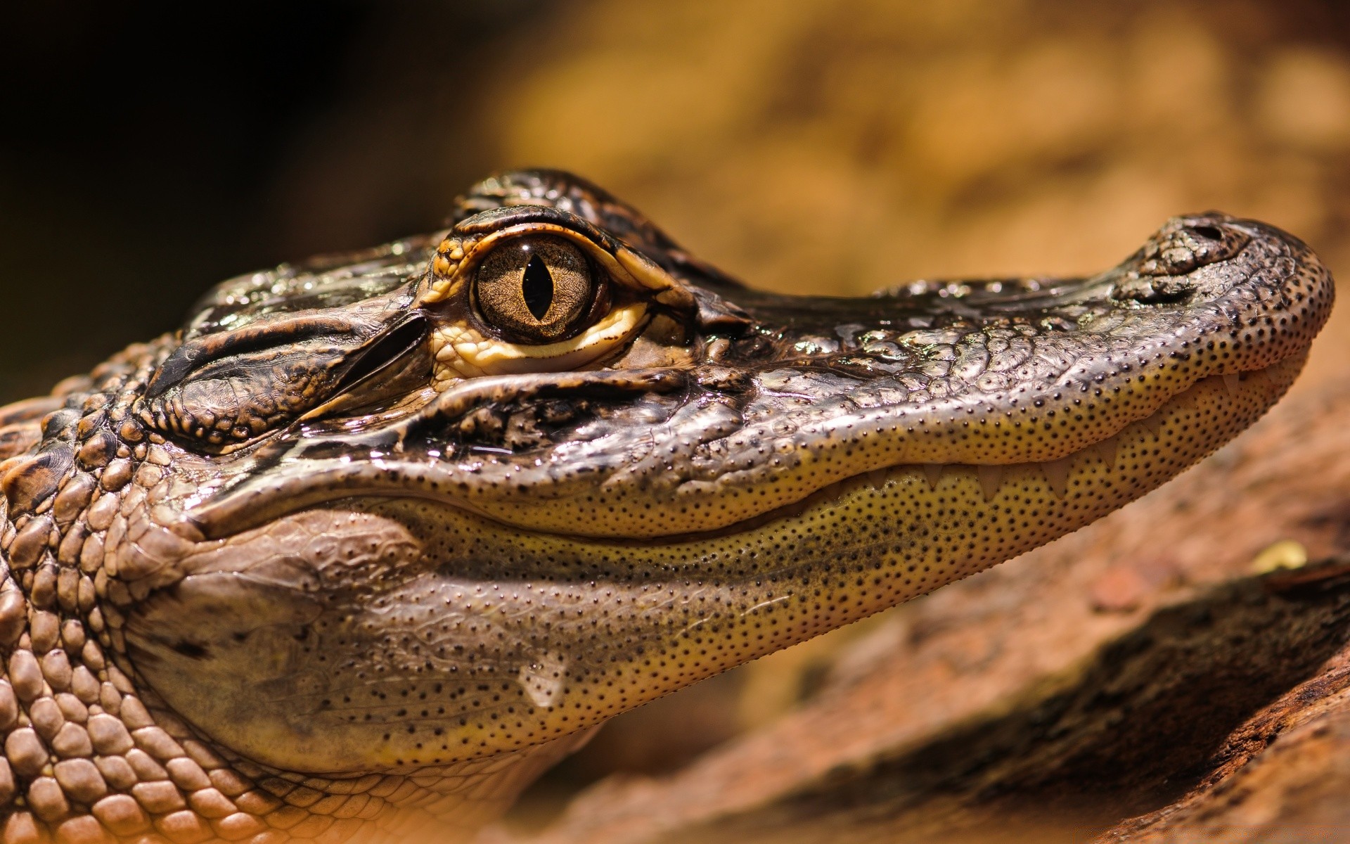 répteis e rãs réptil crocodilo vida selvagem jacaré natureza animal selvagem predador