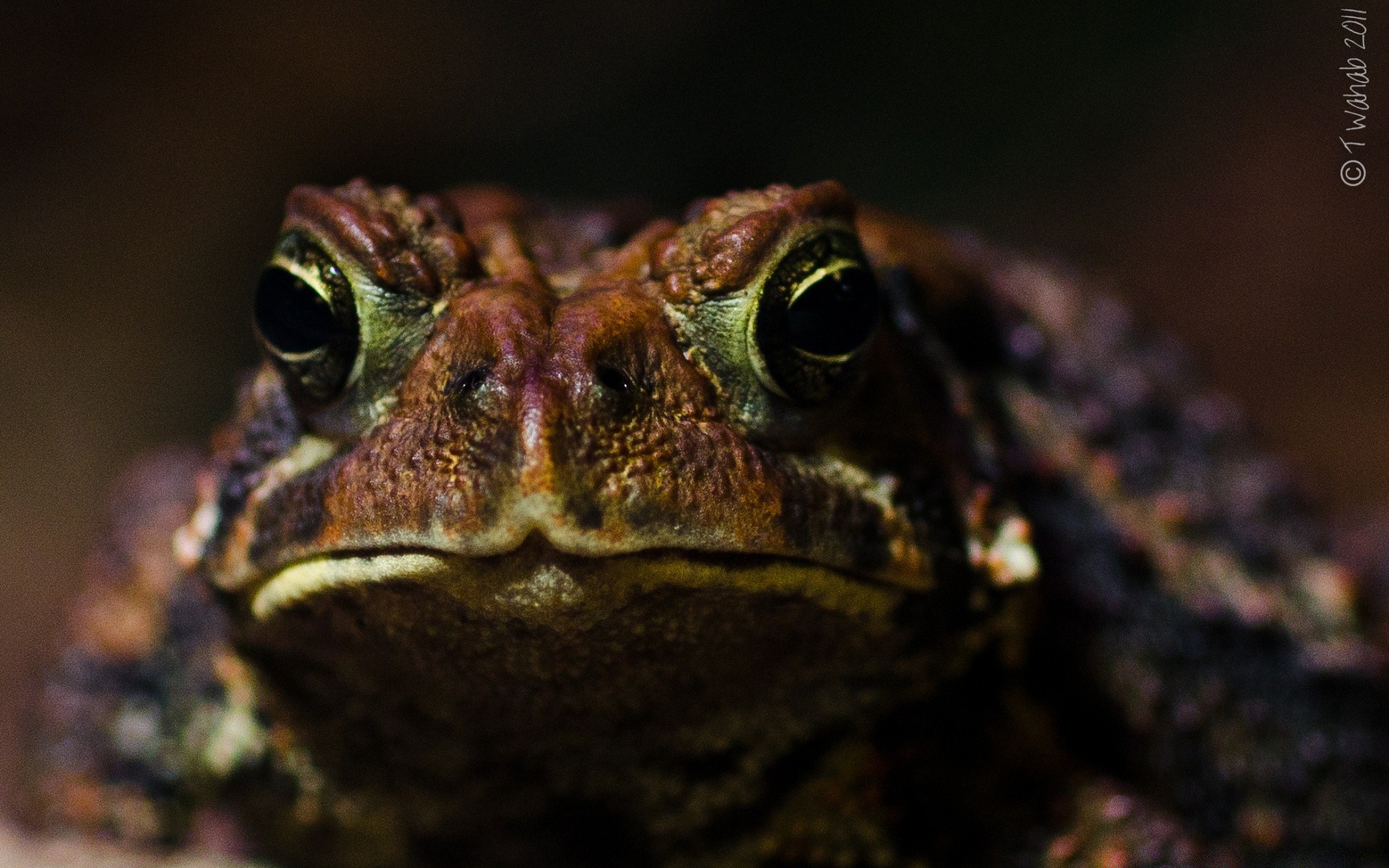 rettili e rane anfibio rana gazoo fauna selvatica natura animale ritratto occhio