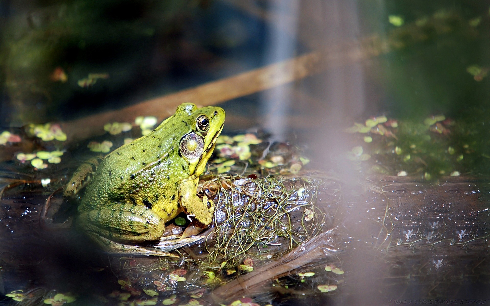 gady i żaby żaba płazy woda natura przyroda deszcz na zewnątrz liść gadzina mokry basen mało