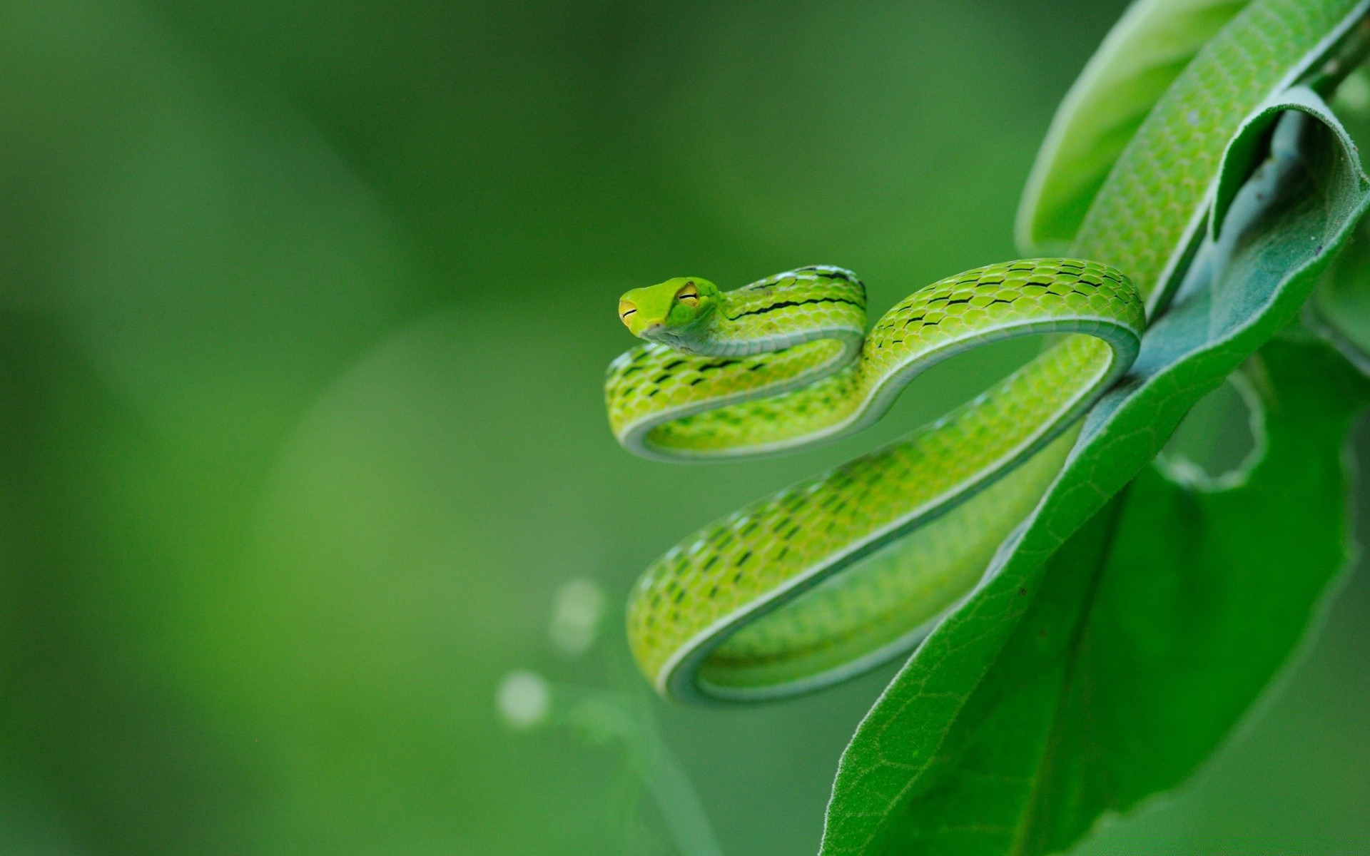 reptiles et grenouilles feuille nature flore pluie croissance jardin ecologie environnement chute gros plan couleur rosée bureau biologie fraîcheur été propreté lumineux à l extérieur