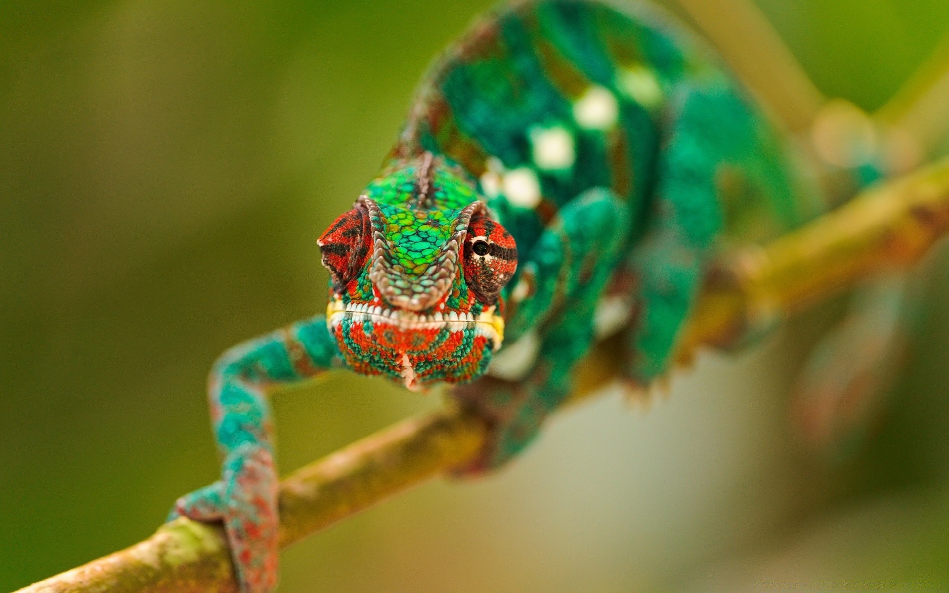 répteis e rãs vida selvagem animal inseto cor natureza